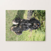 Cocker Spaniel Foto 2 Legpuzzel (Horizontaal)