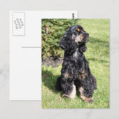 Cocker Spaniel Foto Briefkaart (Voorkant / Achterkant)