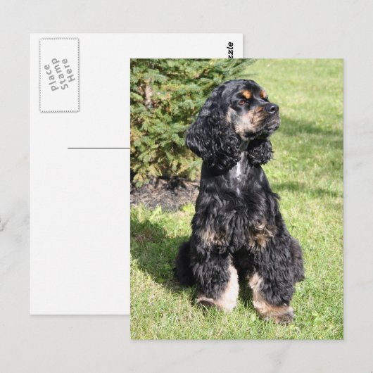Cocker Spaniel Foto Briefkaart (Voorkant / Achterkant)
