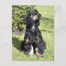 Cocker Spaniel Foto Briefkaart