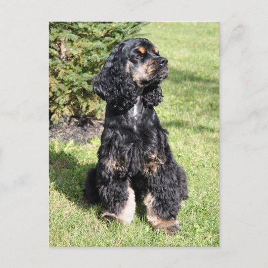 Cocker Spaniel Foto Briefkaart (Voorkant)