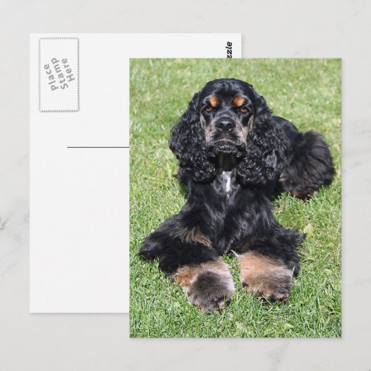 Cocker Spaniel Foto Briefkaart (Voorkant / Achterkant)