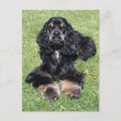 Cocker Spaniel Foto Briefkaart (Voorkant)