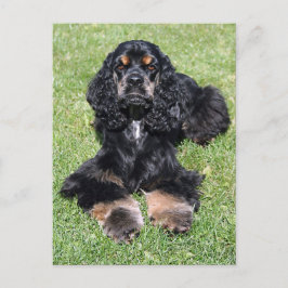 Cocker Spaniel Foto Briefkaart