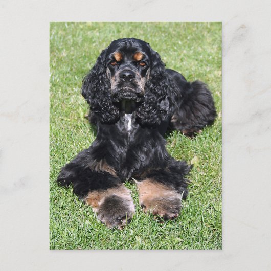 Cocker Spaniel Foto Briefkaart (Voorkant)