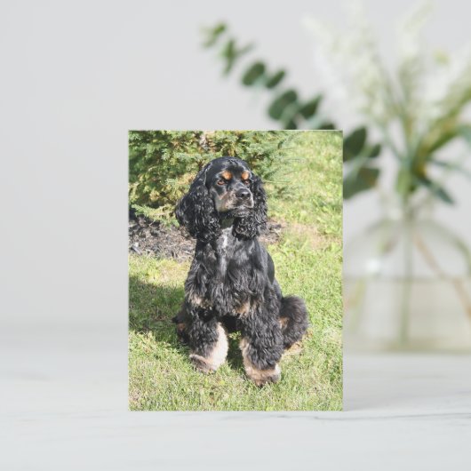 Cocker Spaniel Foto Briefkaart (Staand voorkant)