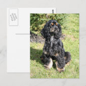 Cocker Spaniel Foto Briefkaart (Voorkant / Achterkant)