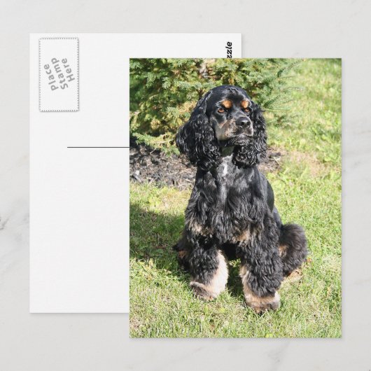Cocker Spaniel Foto Briefkaart (Voorkant / Achterkant)