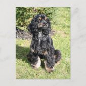 Cocker Spaniel Foto Briefkaart (Voorkant)