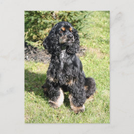 Cocker Spaniel Foto Briefkaart