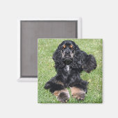 Cocker Spaniel Foto Magneet (Voorkant / Achterkant)