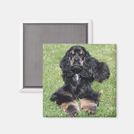Cocker Spaniel Foto Magneet (Voorkant / Achterkant)