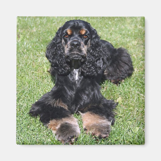 Cocker Spaniel Foto Magneet (Voorkant)