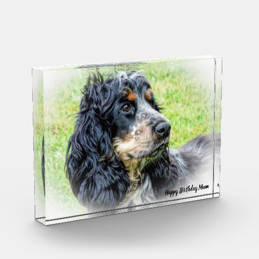 Cocker Spaniel. Fotoblokken (Links)