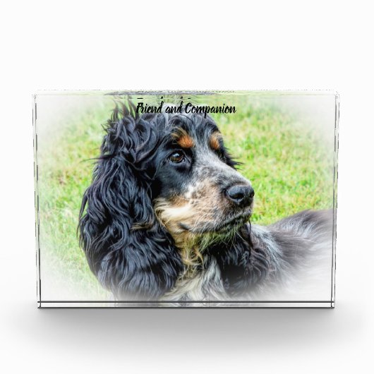 Cocker Spaniel. Fotoblokken (Voorkant)