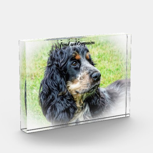 Cocker Spaniel. Fotoblokken (Links)