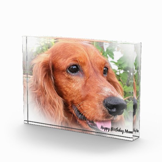 Cocker Spaniel. Fotoblokken (Rechts)