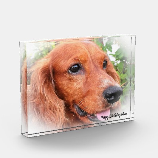 Cocker Spaniel. Fotoblokken (Links)