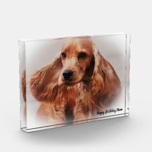 Cocker Spaniel. Fotoblokken (Links)