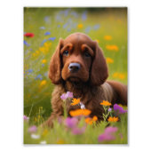 Cocker Spaniel Fotoprint Foto Afdruk (Voorkant)