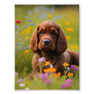 Cocker Spaniel Fotoprint Foto Afdruk