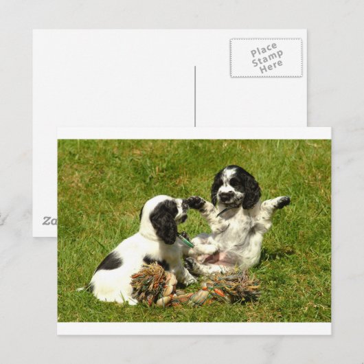 Cocker Spaniel Fun Briefkaart (Voorkant / Achterkant)