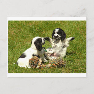 Cocker Spaniel Fun Briefkaart
