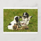 Cocker Spaniel Fun Briefkaart (Voorkant)