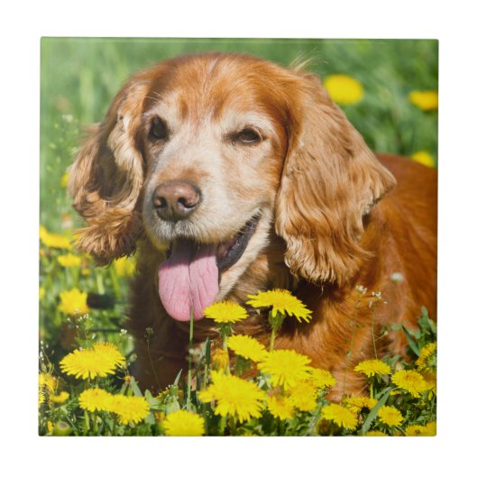 Cocker Spaniel in Yellow Flowers Tegeltje (Voorkant)