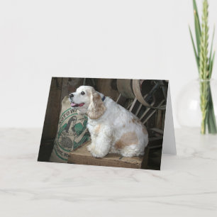 Cocker-spaniël Kaart