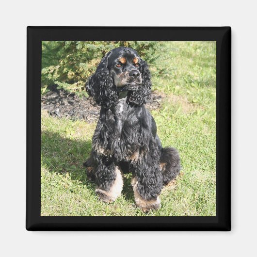 Cocker Spaniel-kleurenfoto Magneet (Voorkant)