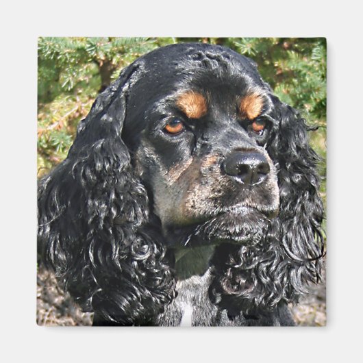 Cocker Spaniel Magneet (Voorkant)