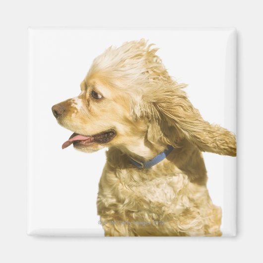 Cocker Spaniel Magneet (Voorkant)