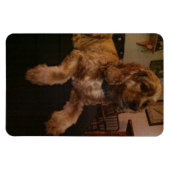 Cocker Spaniel Magnet Magneet (Horizontaal)