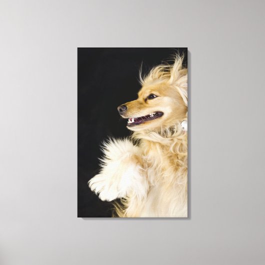 cocker spaniel mix op zijn rug canvas afdruk (Voorkant)