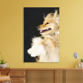 cocker spaniel mix op zijn rug canvas afdruk (Insitu (Woonkamer))