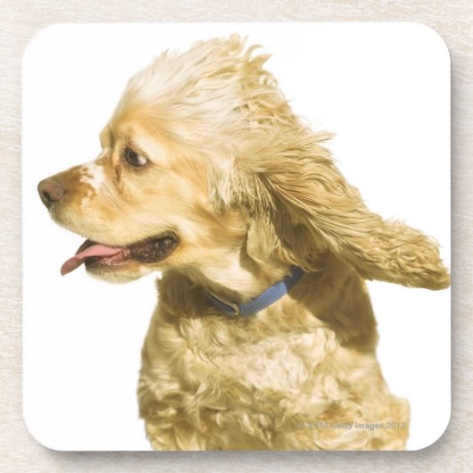 Cocker Spaniel Onderzetter (Voorkant)