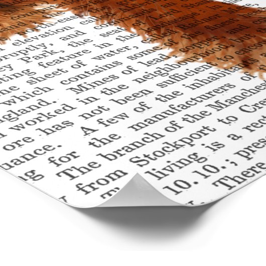 Cocker Spaniel Plain Poster (Hoek)