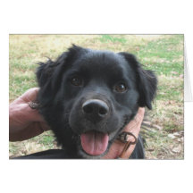 Cocker Spaniel Poses voor camera