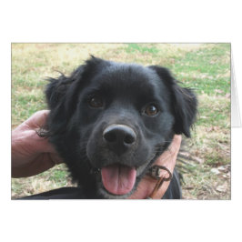 Cocker Spaniel Poses voor camera