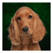 Cocker Spaniel Poster (Voorkant)