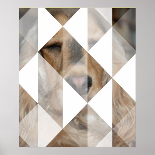 Cocker Spaniel Poster (Voorkant)