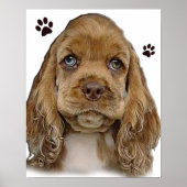 Cocker spaniel poster (Voorkant)