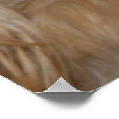 Cocker Spaniel Poster (Hoek)