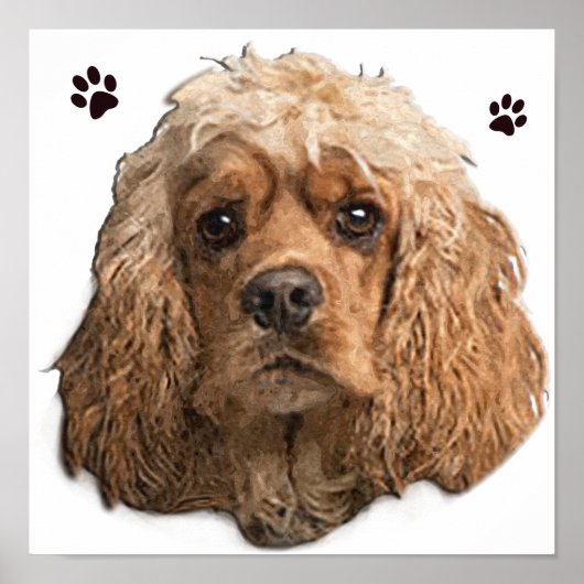 Cocker Spaniel Poster (Voorkant)