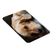 Cocker Spaniel Premium Magnet Magneet (Rechterzijde)