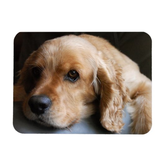 Cocker Spaniel Premium Magnet Magneet (Horizontaal)