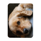 Cocker Spaniel Premium Magnet Magneet (Verticaal)