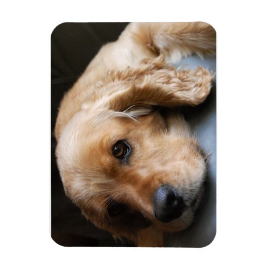 Cocker Spaniel Premium Magnet Magneet (Verticaal)