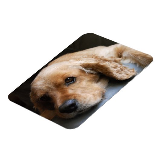 Cocker Spaniel Premium Magnet Magneet (Linkerzijde)